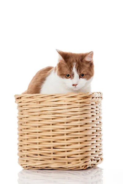 British kitten  in  box. — Stock Photo, Image