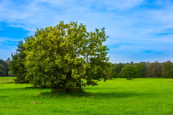 Fältet, ek och blå himmel. — Stockfoto