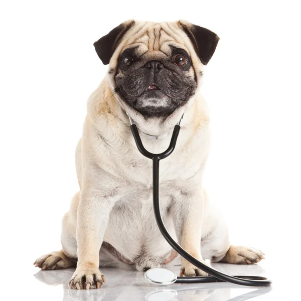 Cane con stetoscopio . — Foto Stock