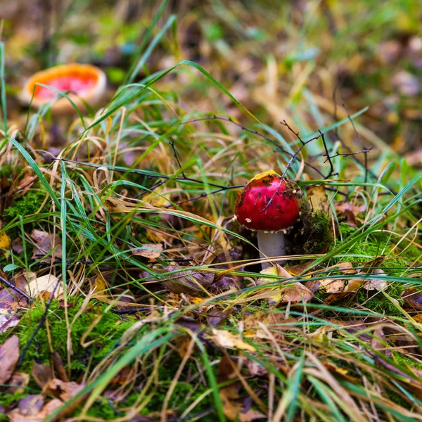 Poisonous toadstool mushroom — Stock Photo, Image