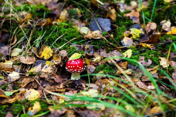 Poisonous toadstool mushroom — Stock Photo, Image