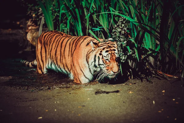 Tiger im Wasser. — Stockfoto
