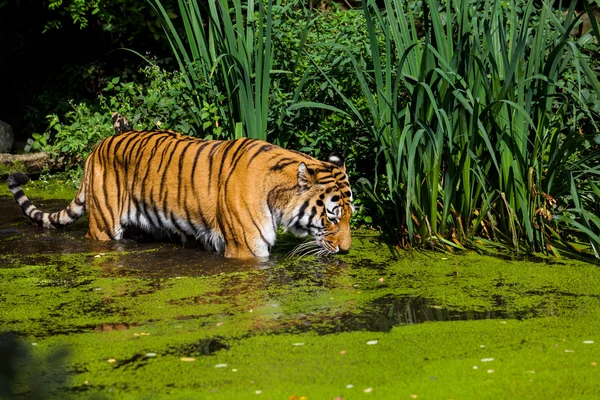 Тигра у воді . — стокове фото