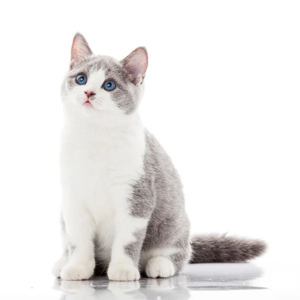 Britânico Shorthair Cat sentado — Fotografia de Stock