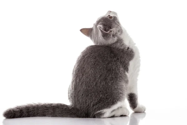 Grey kitten sitting — Stock Photo, Image