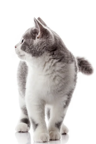 Kitten on  white background. — Stock Photo, Image