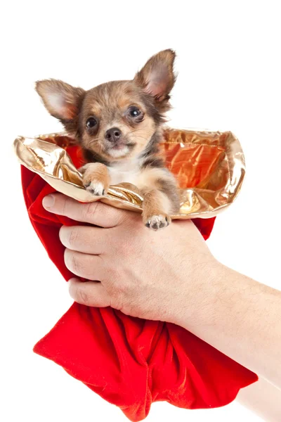 Σκυλί Chihuahua στο τσουβάλι Χριστούγεννα — Φωτογραφία Αρχείου