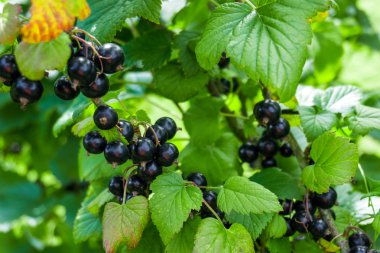 Dalları üzerinde Siyah frenk üzümü