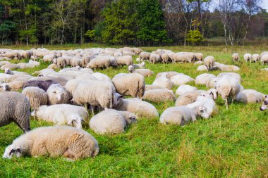 koyun sürüsü çayır üzerinde.