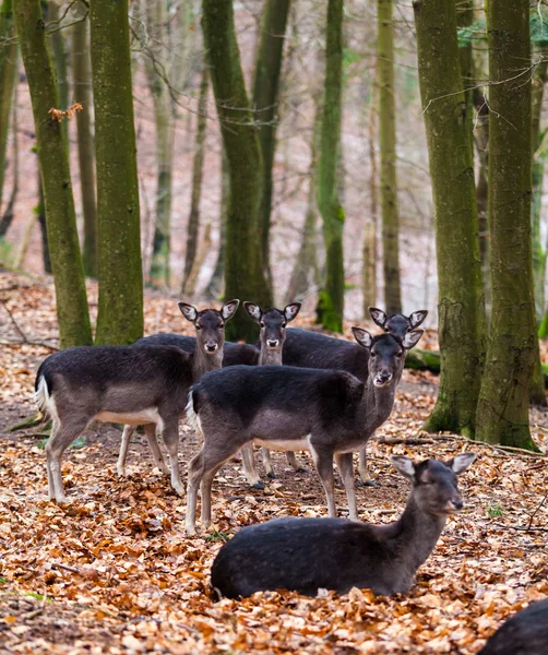 Famille des cerfs en forêt — Photo