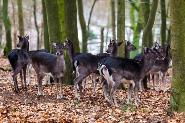 Famille des cerfs en forêt — Photo