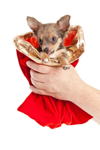 Chihuahua köpek Noel çuval içinde — Stok fotoğraf