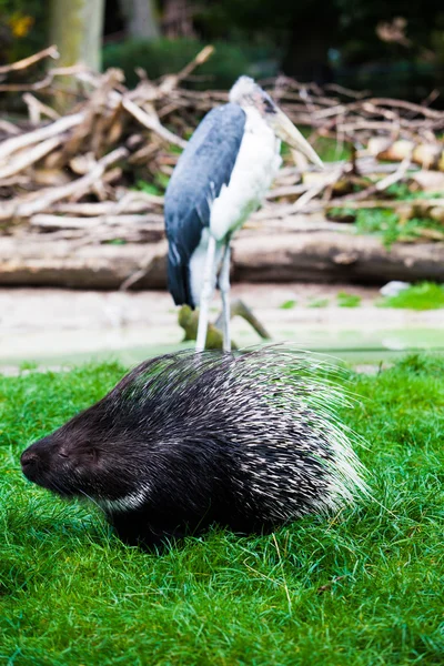 Porcupine on grass — Stock Photo, Image