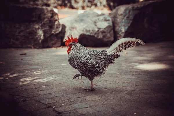 Rooster, close-up — Stock Photo, Image