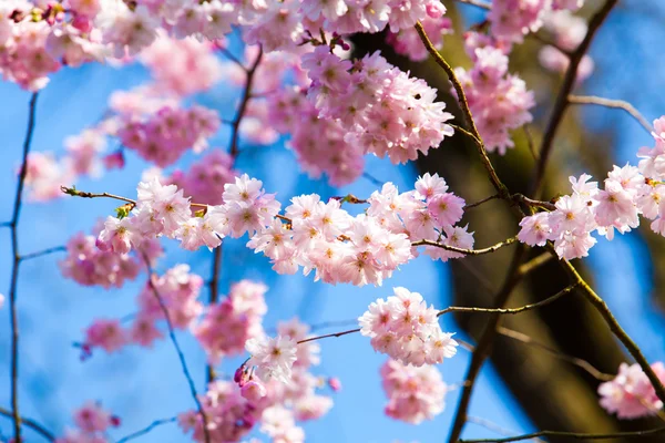 Sakura różowe kwiaty — Zdjęcie stockowe