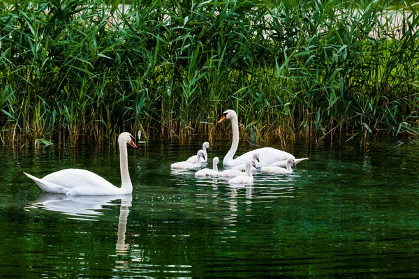 Giovani cigni nel lago — Foto Stock