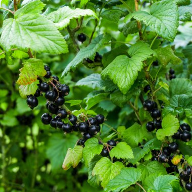 Dalları üzerinde Siyah frenk üzümü