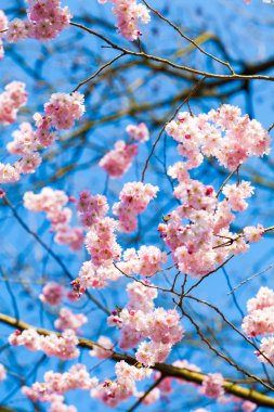 Sakura kiraz çiçeği