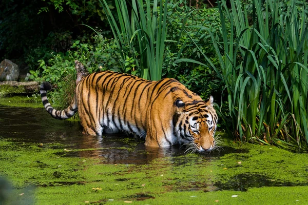 Tigre na água . — Fotografia de Stock