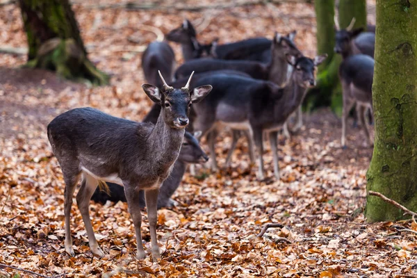 Famille des cerfs en forêt — Photo