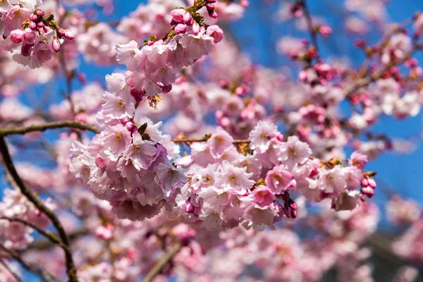 Kwiat wiśni Sakura — Zdjęcie stockowe