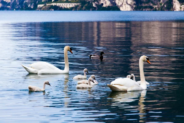 Young swans in lake — Stock Photo, Image