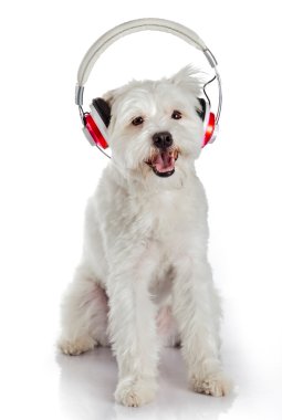 Kulaklıklar ile beyaz köpek