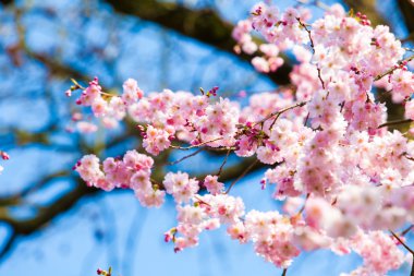 pembe sakura çiçekler