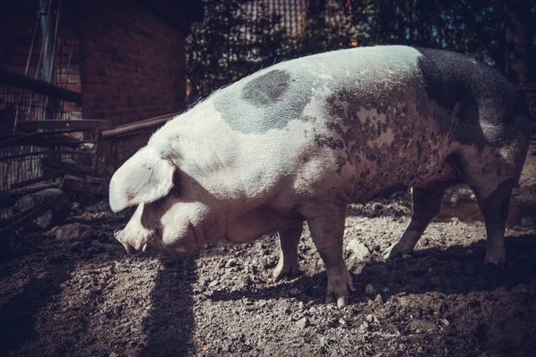 Varken op boerderij — Stockfoto