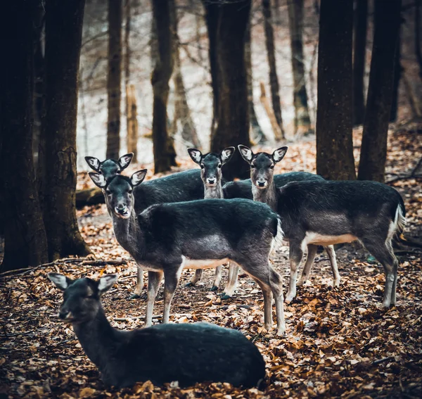 Famille des cerfs en forêt — Photo