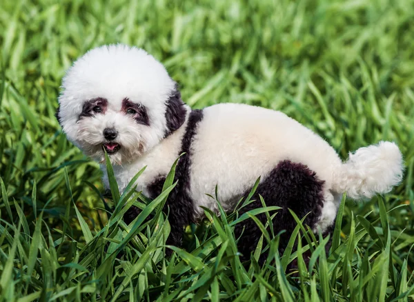 Hund im Panda-Stil gepflegt — Stockfoto