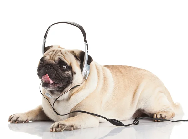 Perro con auriculares — Foto de Stock