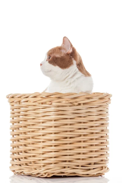 Kutusunda İngiliz yavru kedi — Stok fotoğraf