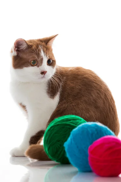 Gattino con palline di filato di lana — Foto Stock
