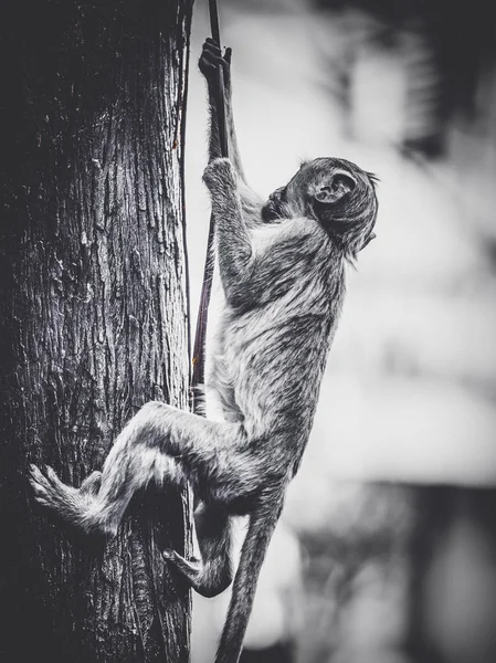 Pequeño mono. — Foto de Stock