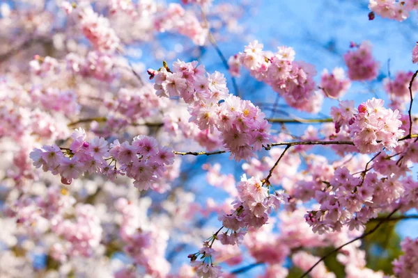 Sakura kiraz çiçeği — Stok fotoğraf