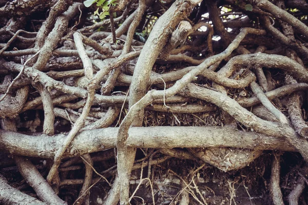 Kořeny stromů, které jsou vzájemně propojeny — Stock fotografie