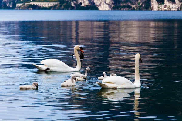 Swan family in lake — Stock Photo, Image