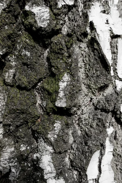Kora brzozowego drzewa — Zdjęcie stockowe
