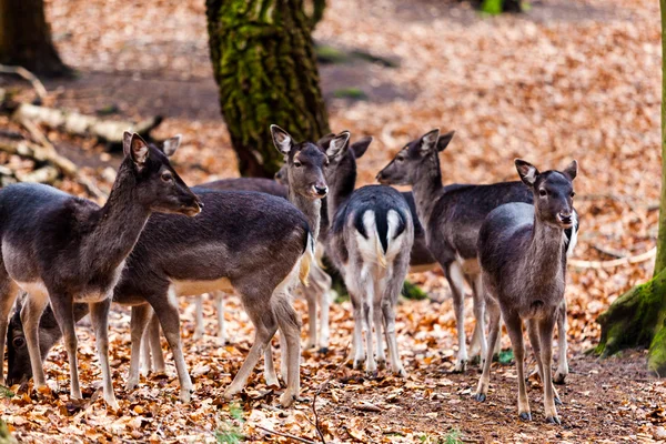 Ormandaki geyik aile — Stok fotoğraf