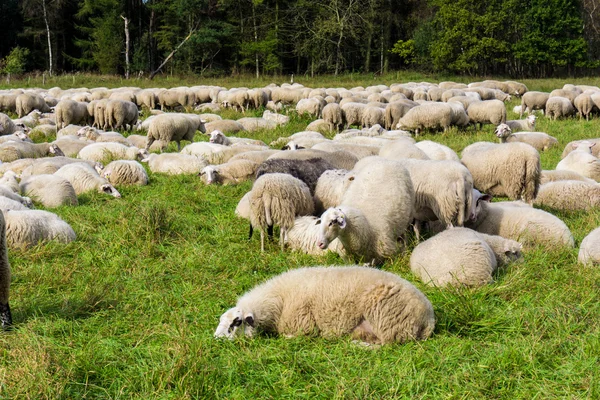 Réten a juh állomány. — Stock Fotó