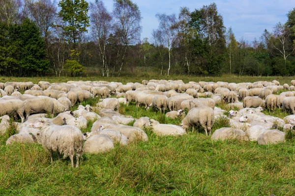 Réten a juh állomány. — Stock Fotó