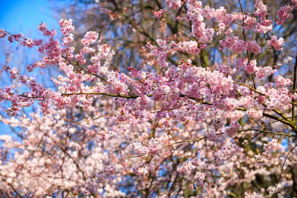 Sakura ροζ λουλούδια — Φωτογραφία Αρχείου