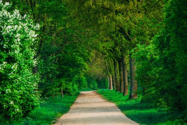 Forest Road.