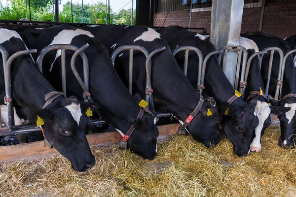 Vacas en una granja. —  Fotos de Stock