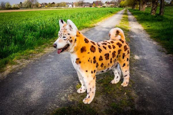 Cão pintado — Fotografia de Stock