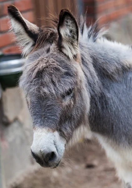 Burro cinzento — Fotografia de Stock