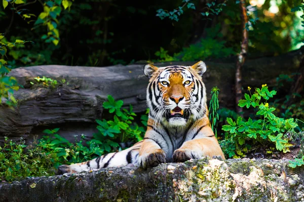 Tigre hermoso mintiendo —  Fotos de Stock