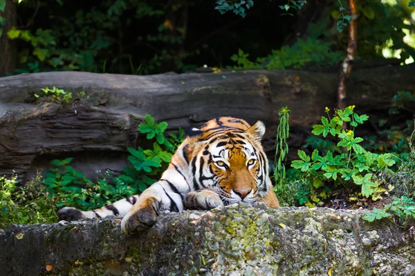 Tigre hermoso mintiendo — Foto de Stock