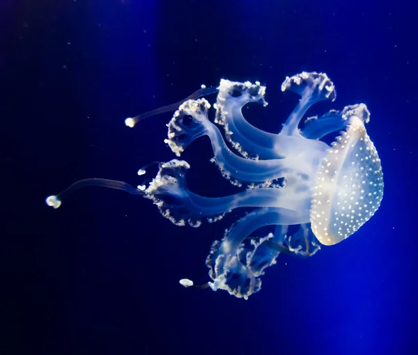 Medusa em Água Azul — Fotografia de Stock